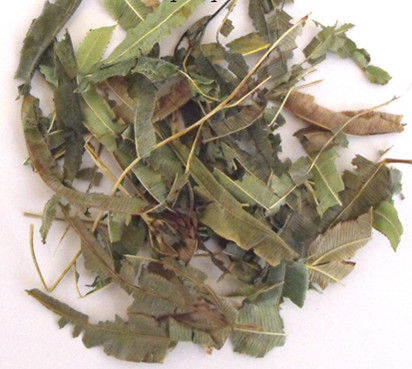 凤尾草 Feng Wei Cao