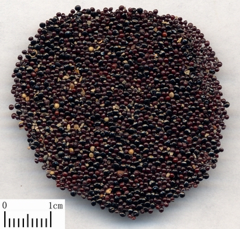 Qing Xiang Zi