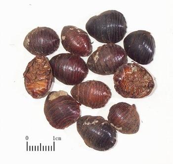 Tu Bie Chong