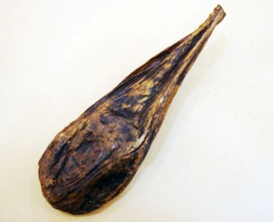 中药 Xiong Dan