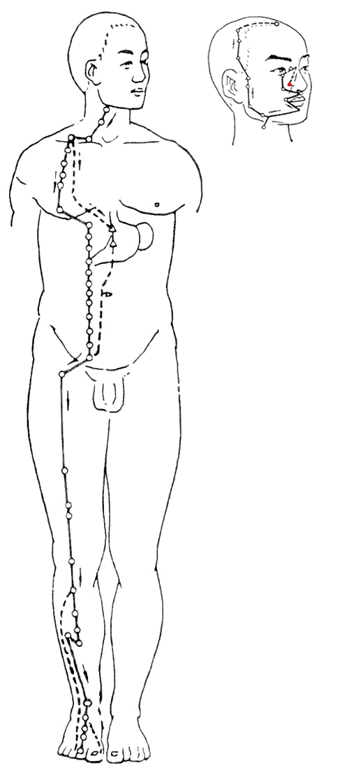 Yangming Stomach Meridian of Foot