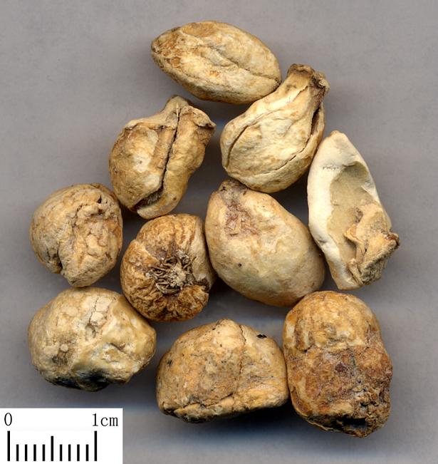 伊贝母 Yi Bei Mu