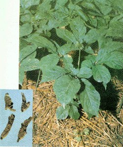 大茶药根