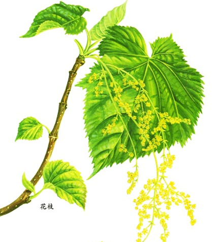 水冬瓜叶