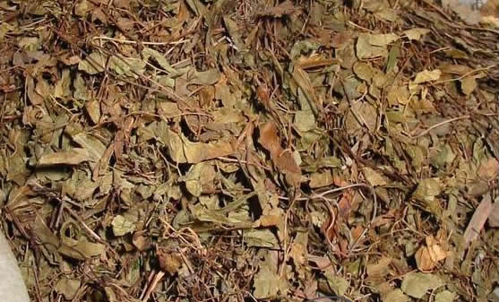海金沙草