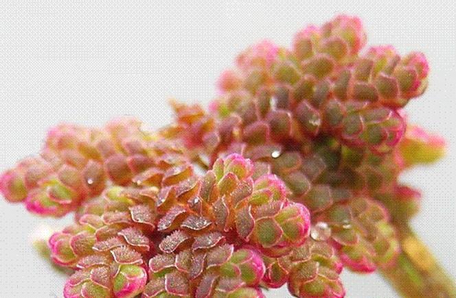 满江红