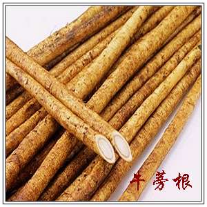 牛蒡根