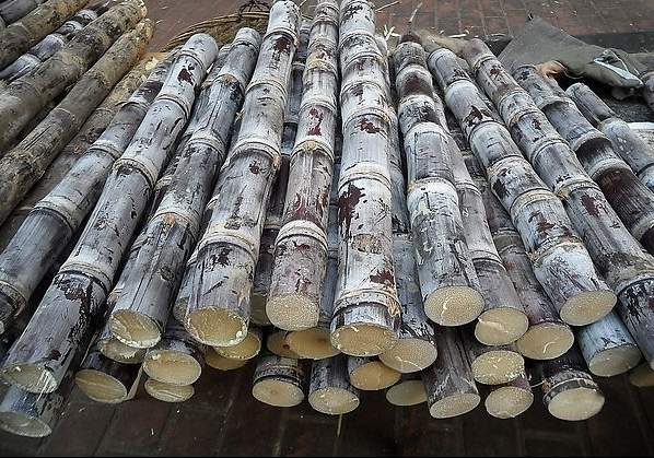Sugarcane