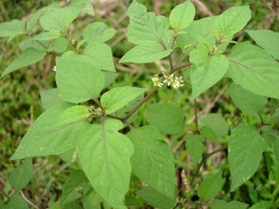 白花菜