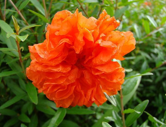 石榴花