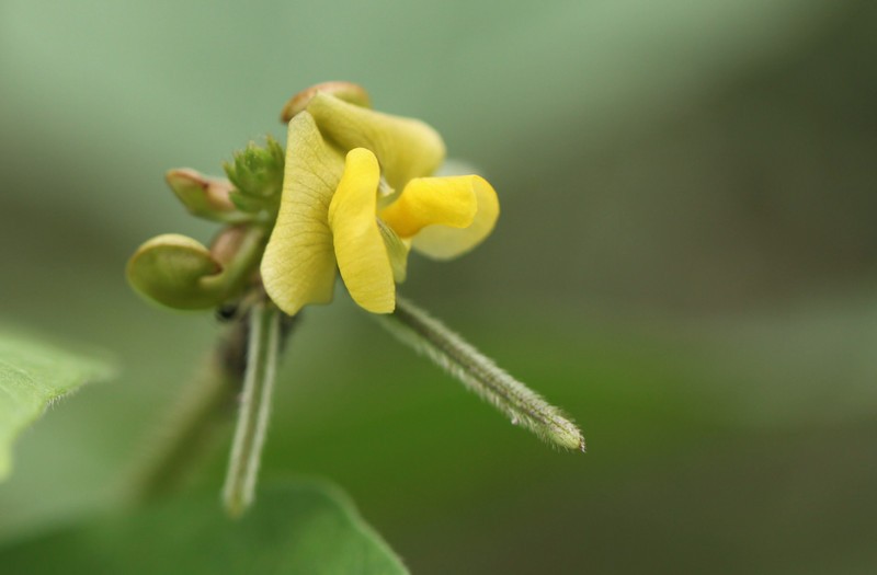 绿豆花