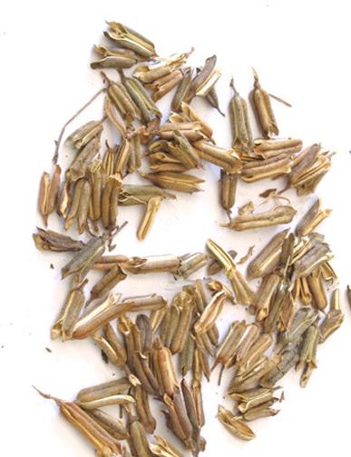 芝麻壳