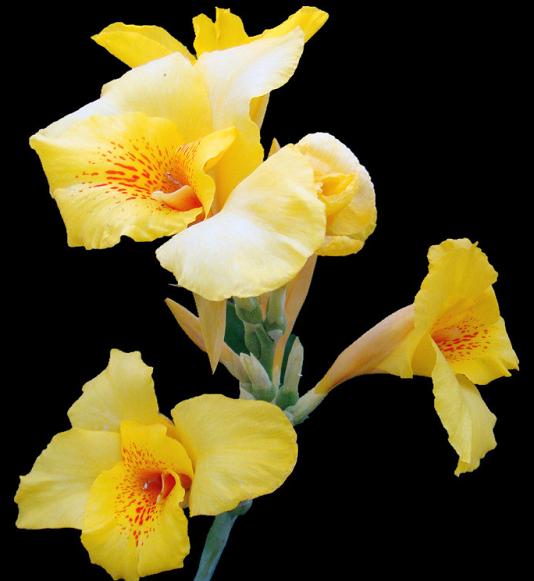 芭蕉花