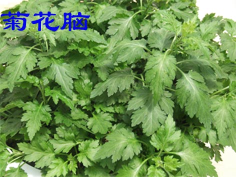 菊花脑