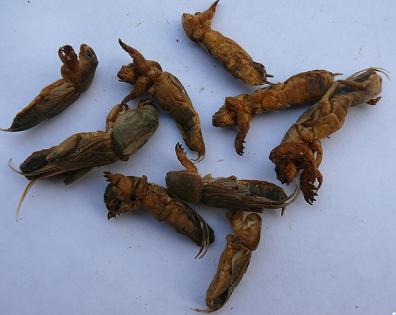 Mole Cricket