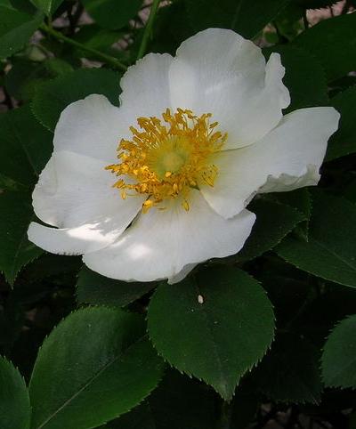 金樱花