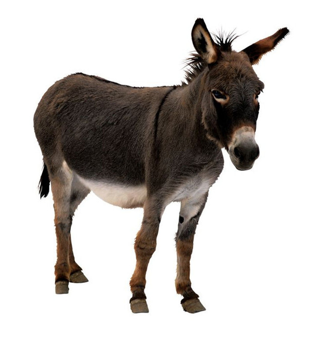 Donkey