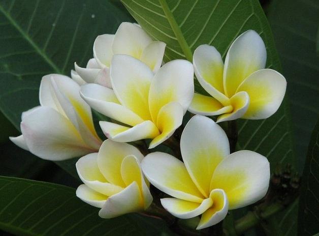 鸡蛋花