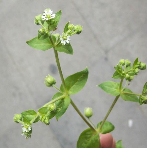 鹅肠草